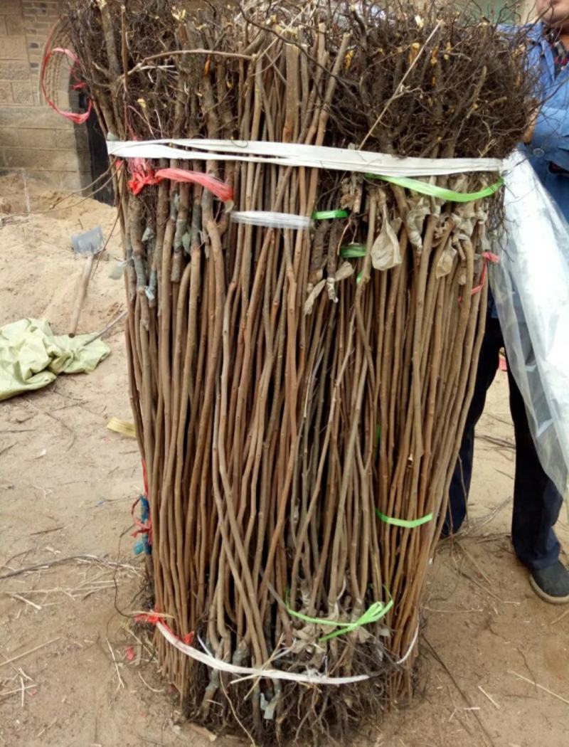 黑柿子树苗基地常年培育种苗与对外出售包成活产量大