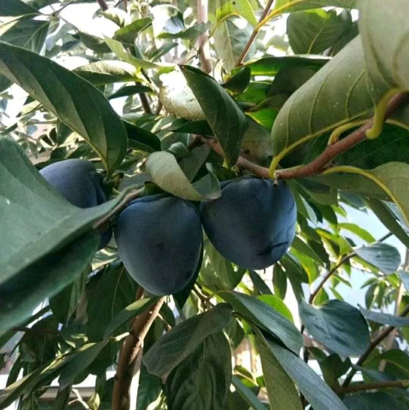 黑柿子树苗基地常年培育种苗与对外出售包成活产量大