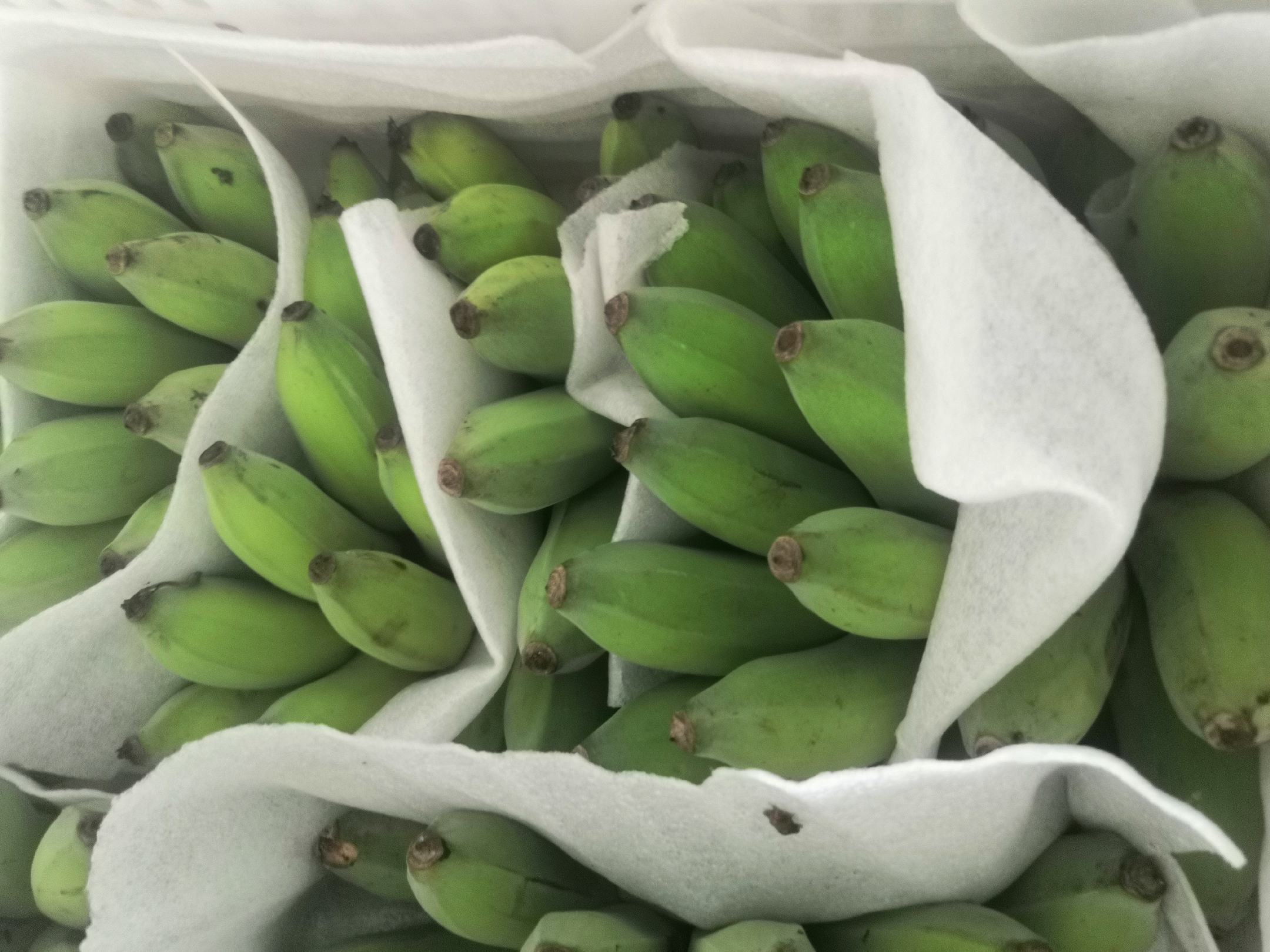 猕猴桃与香蕉一起催熟