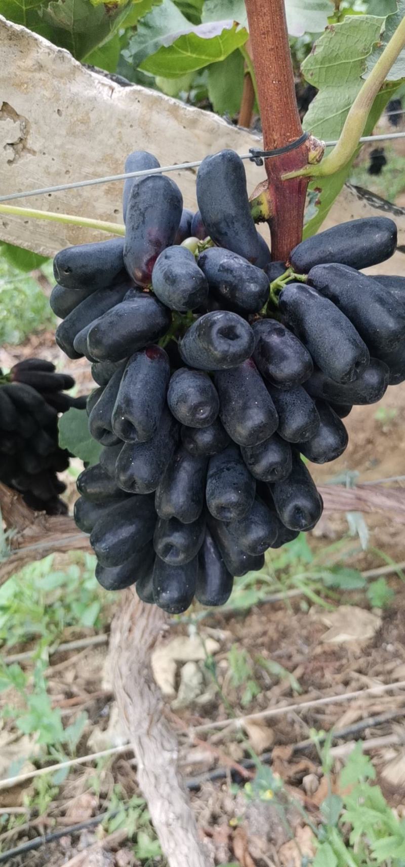 云南陆良甜蜜蓝宝石，产地直供