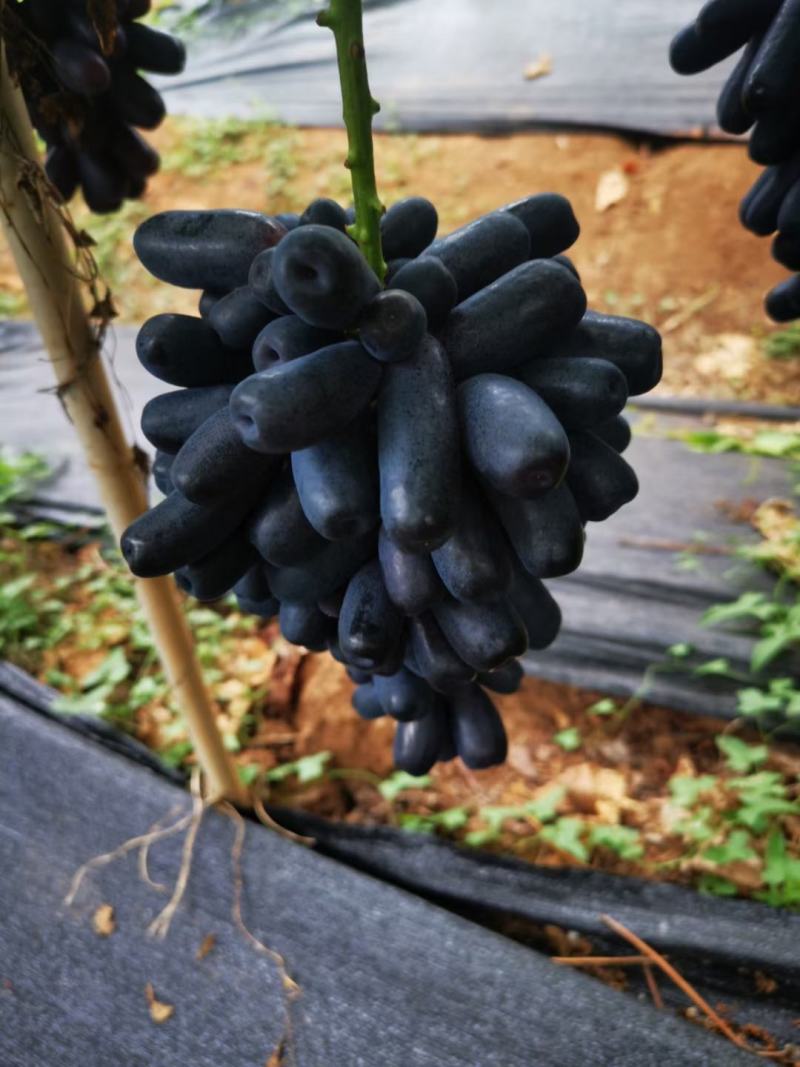 云南陆良甜蜜蓝宝石，产地直供