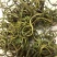 化石草深山化石草猫须草（肾精茶）一手货源量大从优