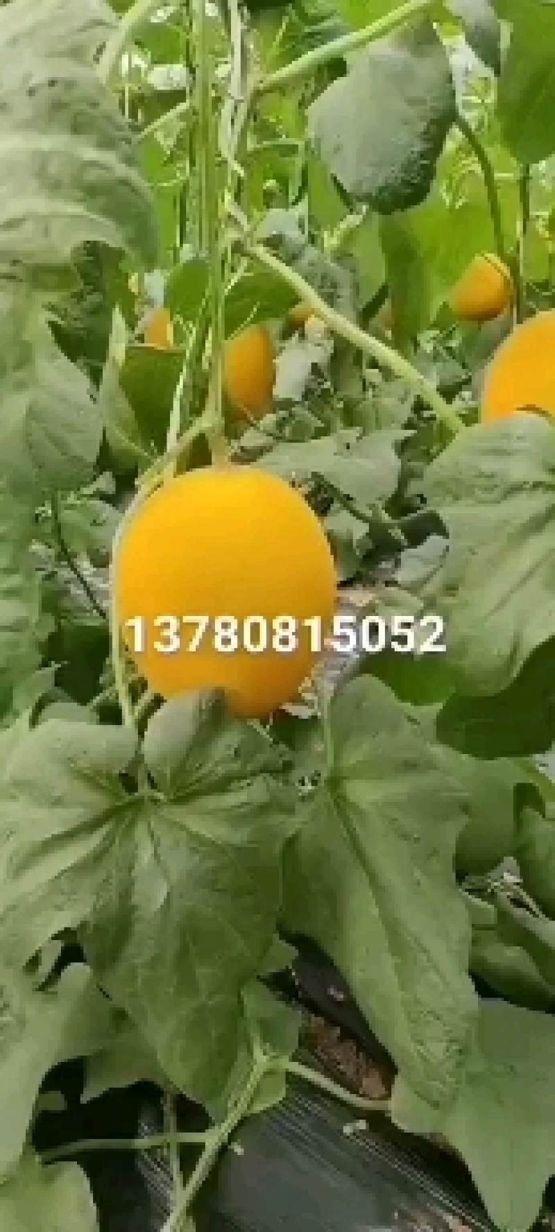 玉菇甜瓜，口感蜜甜，大量供应市场，电商，团购包质量代发全