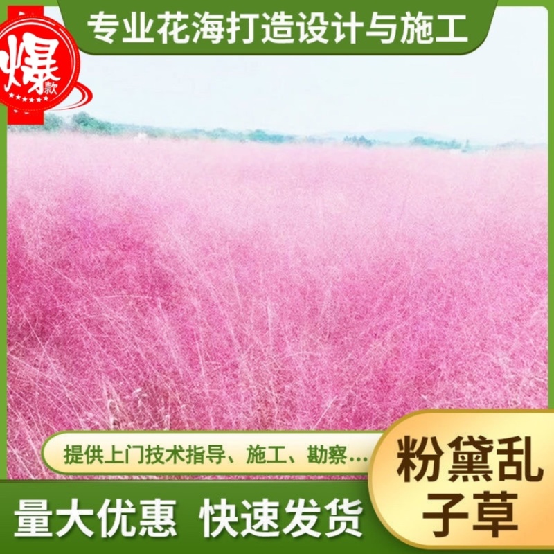 精品粉黛乱子草种子网红草毛芒乱子草多年生免费提供发票