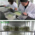 精品粉黛乱子草种子网红草毛芒乱子草多年生免费提供发票