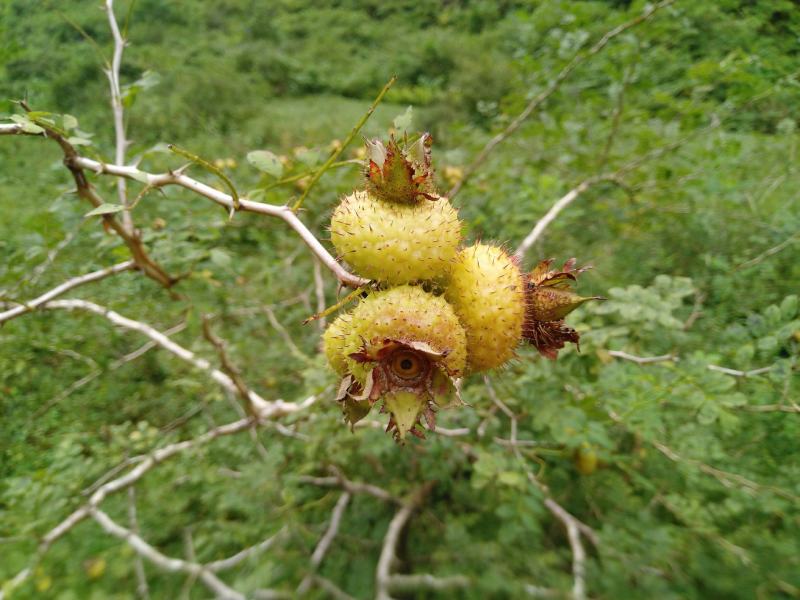 纯野生刺梨子