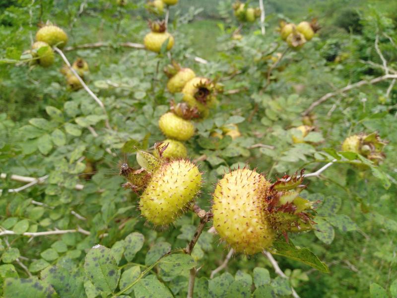 纯野生刺梨子
