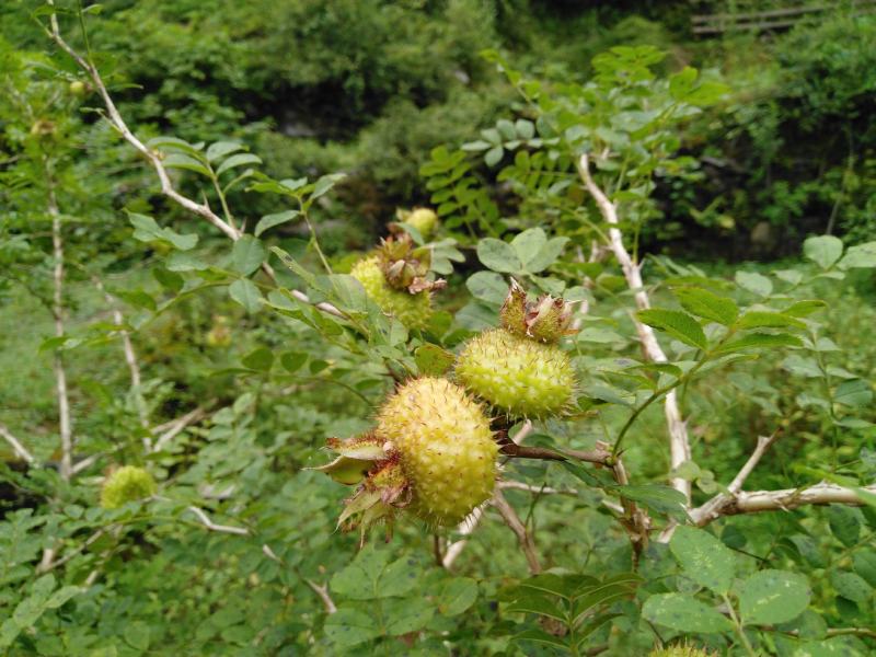 纯野生刺梨子