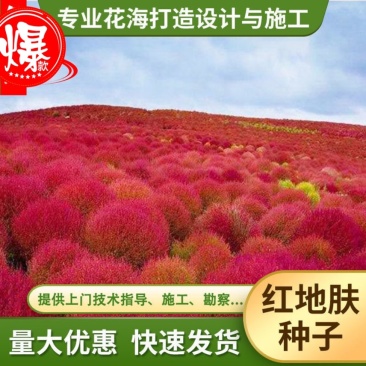 精品红地肤种子绿地肤扫帚苗孔雀松网红草花海