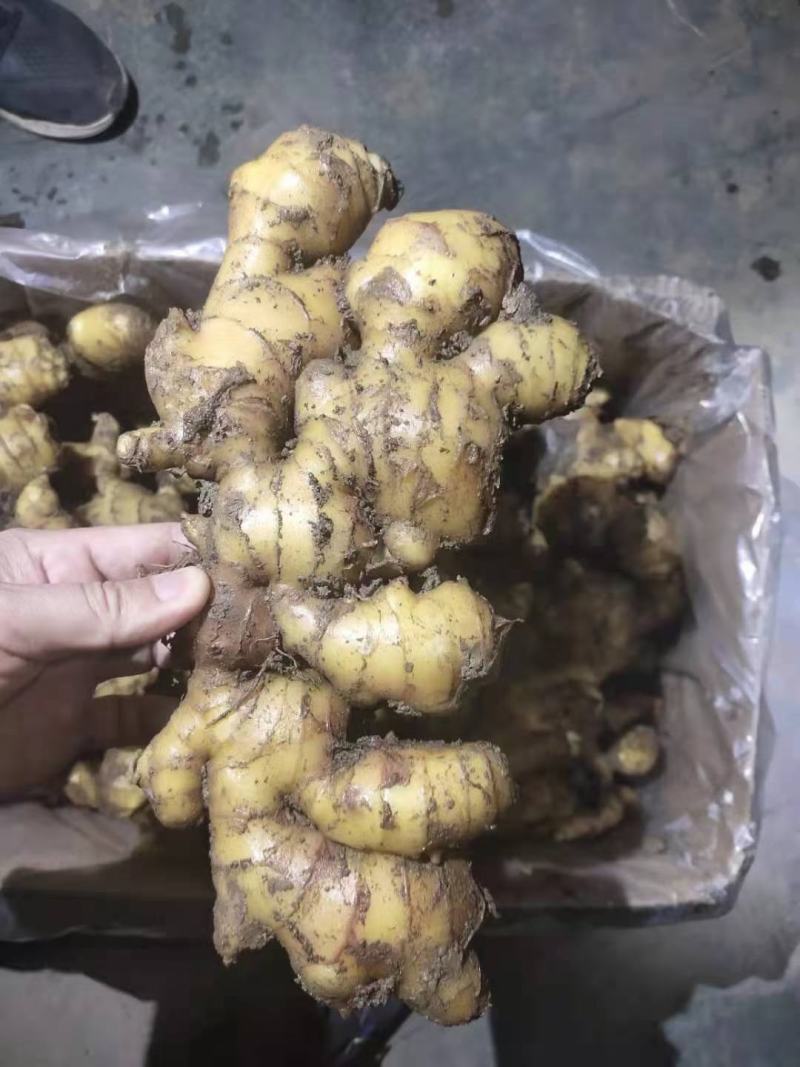 【热卖中】大黄姜块头大辣味足【产地一手货源保质保量】
