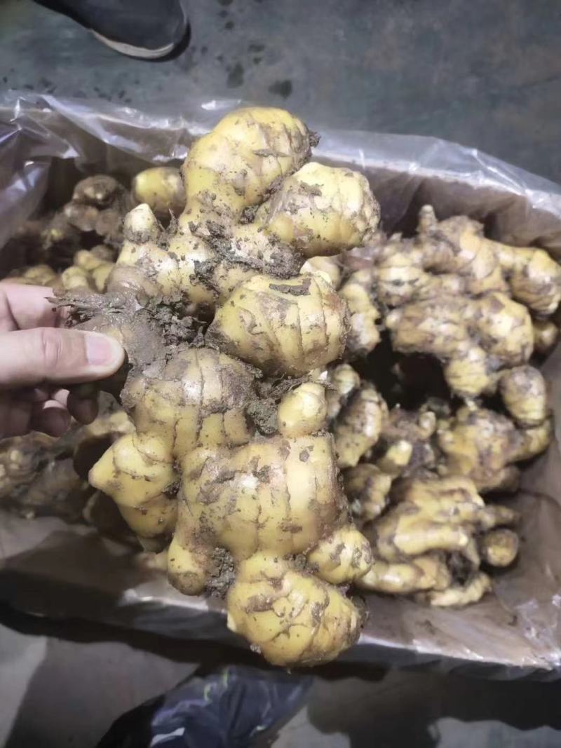 【热卖中】大黄姜块头大辣味足【产地一手货源保质保量】