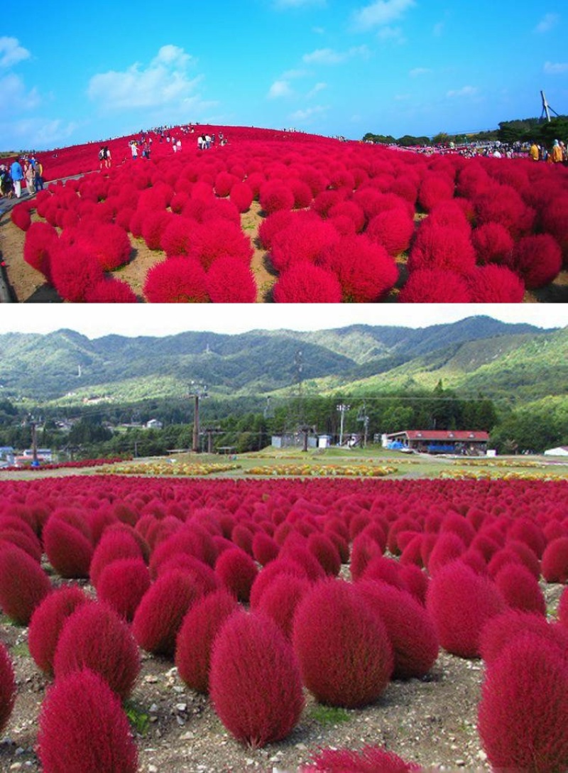精品红地肤种子绿地肤扫帚苗孔雀松网红草花海