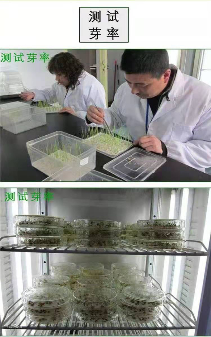 精品红地肤种子绿地肤扫帚苗孔雀松网红草花海
