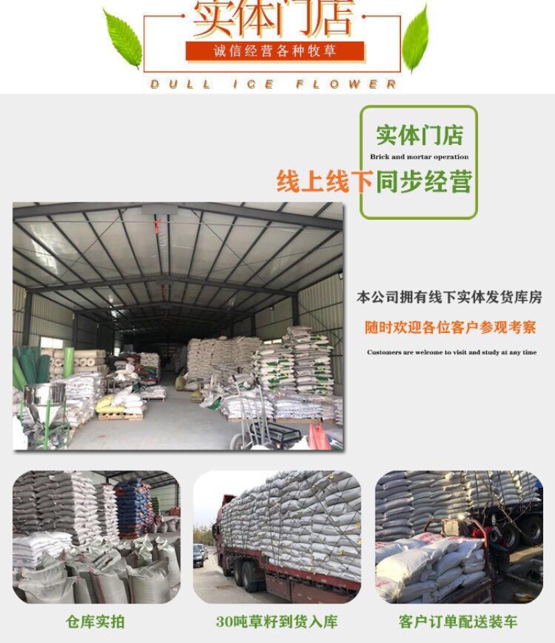 精品红地肤种子绿地肤扫帚苗孔雀松网红草花海