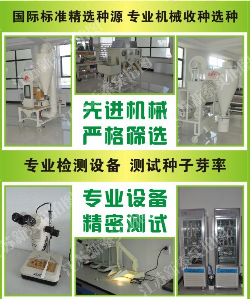精品红地肤种子绿地肤扫帚苗孔雀松网红草花海