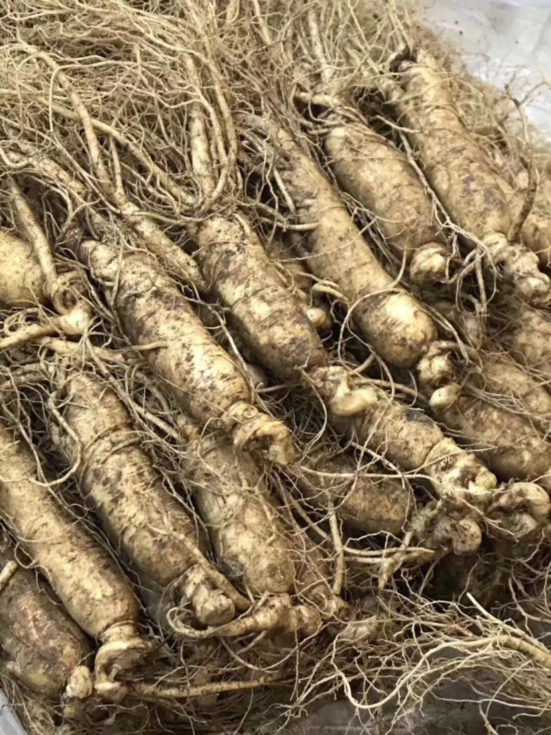 【顺丰包邮】精品条型鲜人参，人参，现挖现卖更新鲜