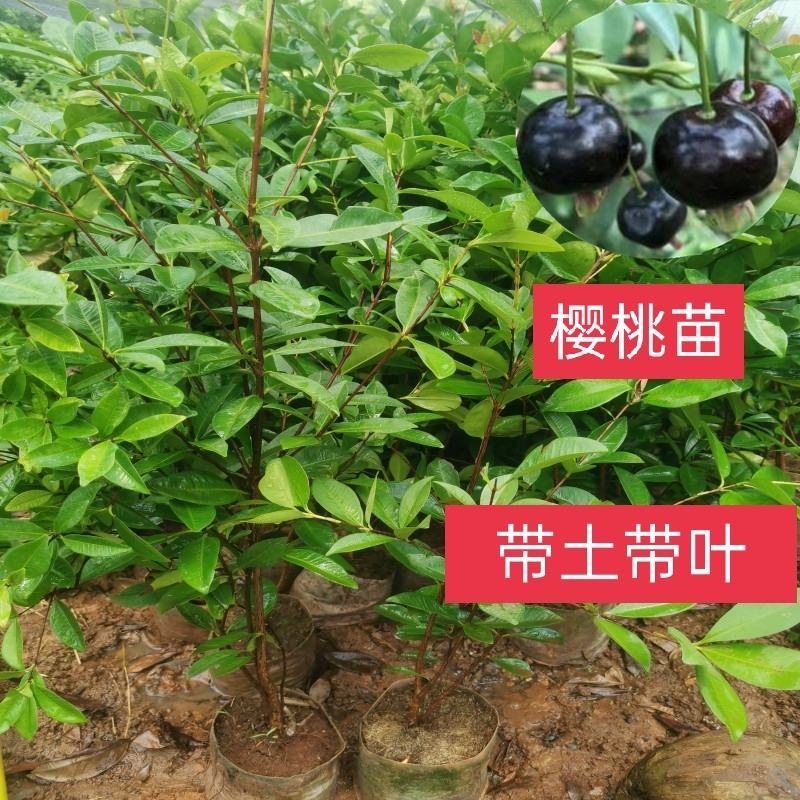 樱桃苗车厘子苗带士带叶发货