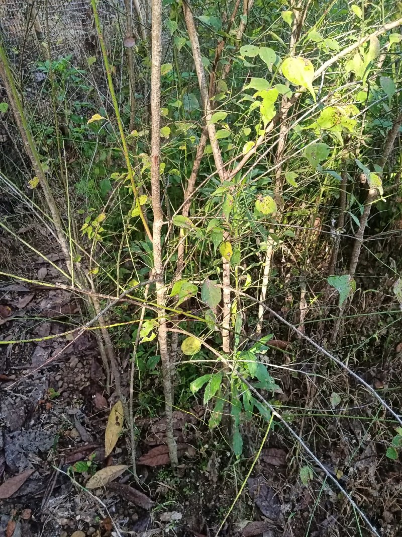 青梅苗正宗大肉梅，罗岗梅，大青梅靓品种另外还有直生苗出售
