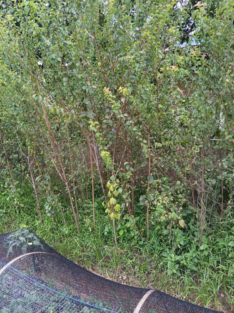 青梅苗正宗大肉梅，罗岗梅，大青梅靓品种另外还有直生苗出售