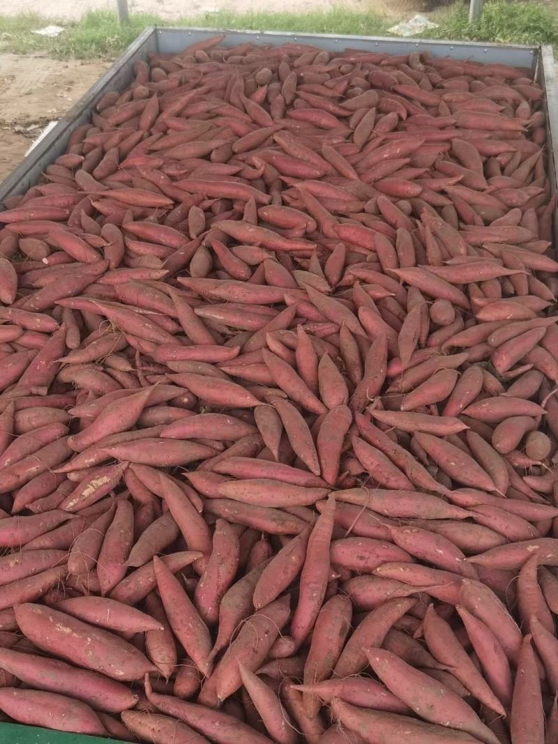 开封精品沙地西瓜红，纯一手货源，量大从优，欢迎前来洽谈