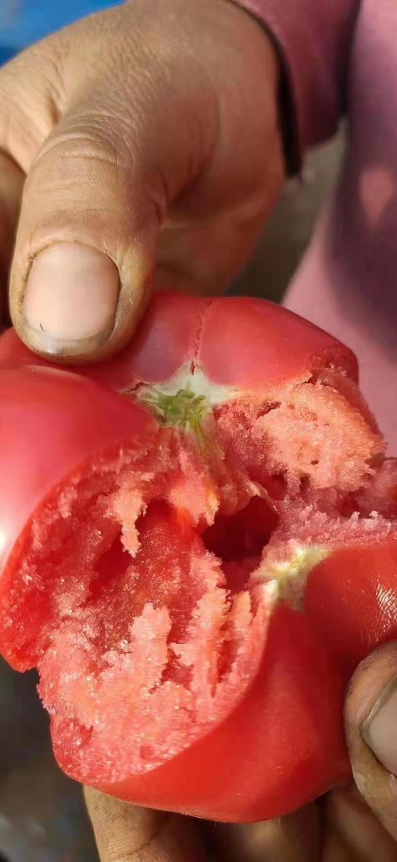 阿尔卑斯口感西红柿苗水果柿子苗抗病毒能力强