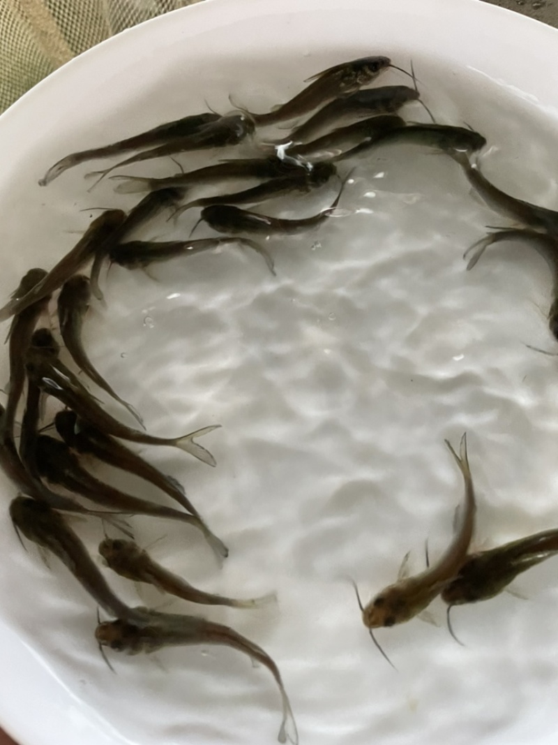 优选斑点叉尾鮰鱼苗钳鱼苗好养快大技术指导基地直供