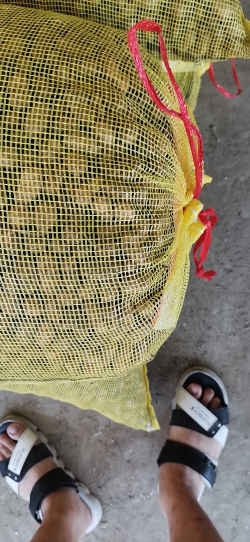 鲜果花生，中花系列，产地直销。电商超市优选