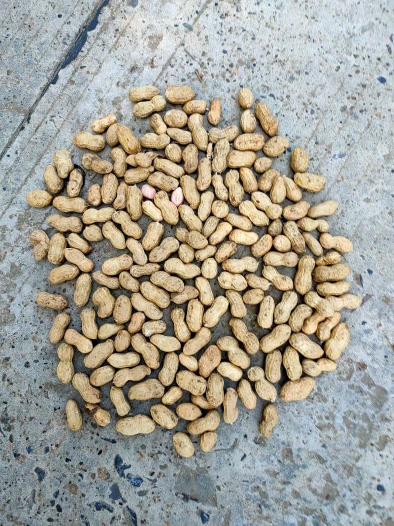鲜果花生，中花系列，产地直销。电商超市优选