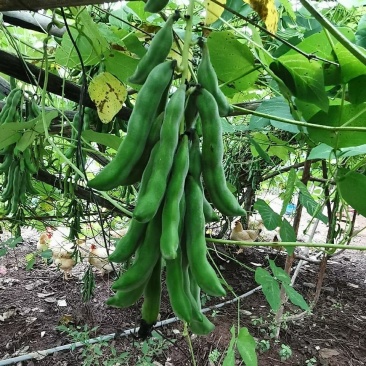 新鲜狗爪豆龙爪豆狗儿豆老虎豆
