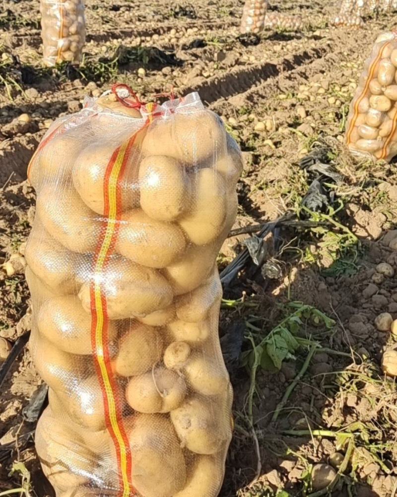 v7土豆纯沙地货货量充足价格实惠品质保证欢迎来电咨询