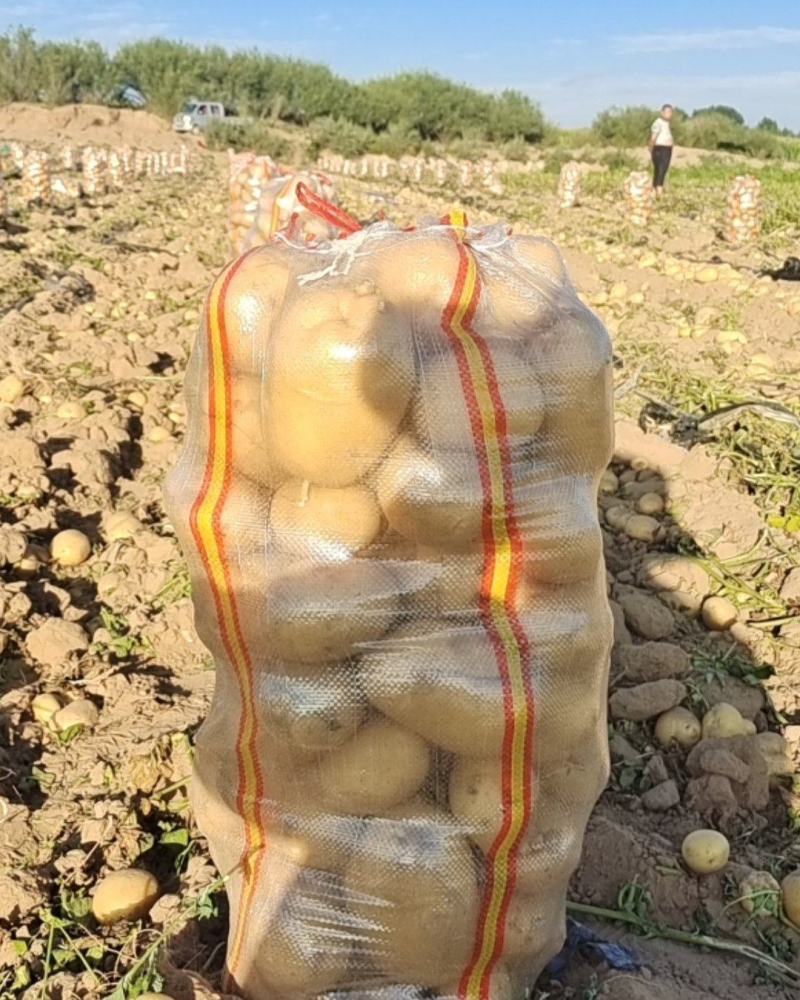 v7土豆纯沙地货货量充足价格实惠品质保证欢迎来电咨询