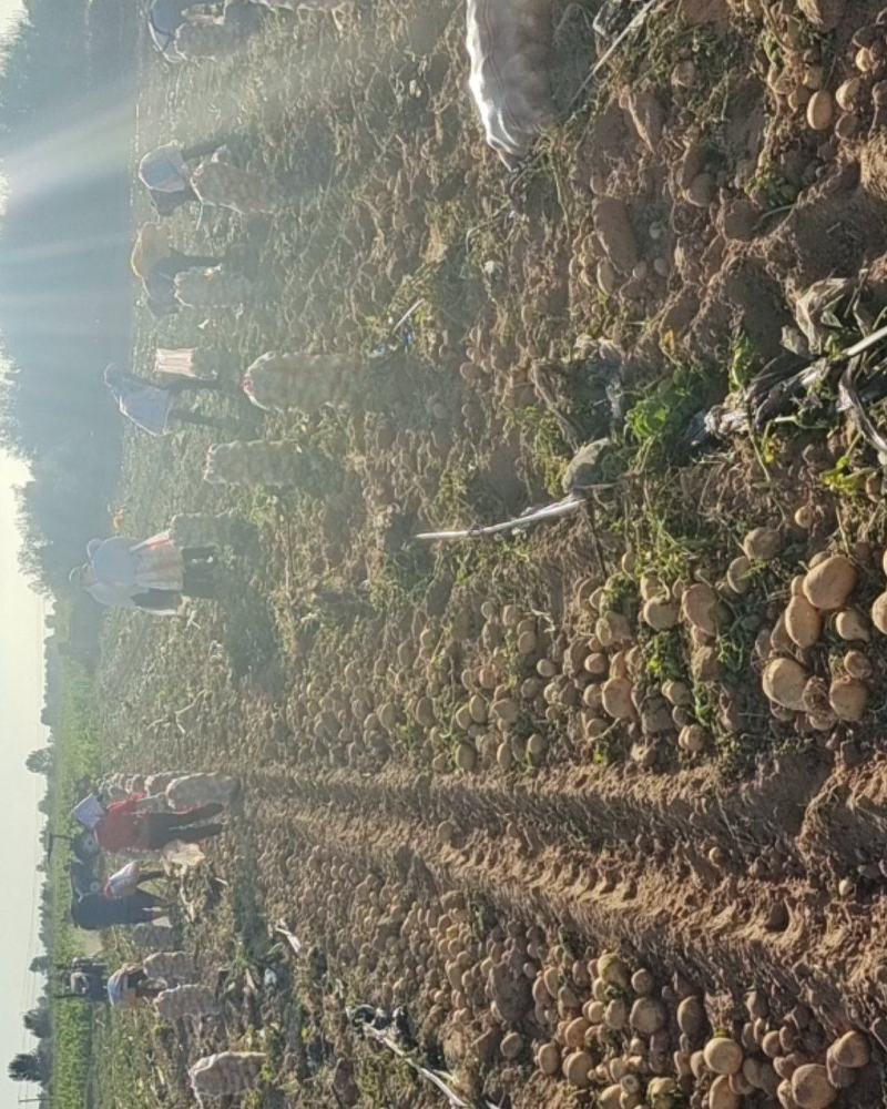 v7土豆纯沙地货货量充足价格实惠品质保证欢迎来电咨询