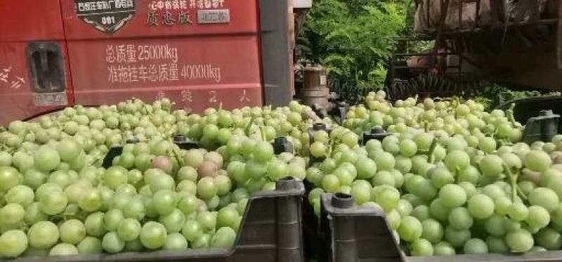 【精品】晋州全青无核大量有货罐头场果汁果匍葡萄酒得原料