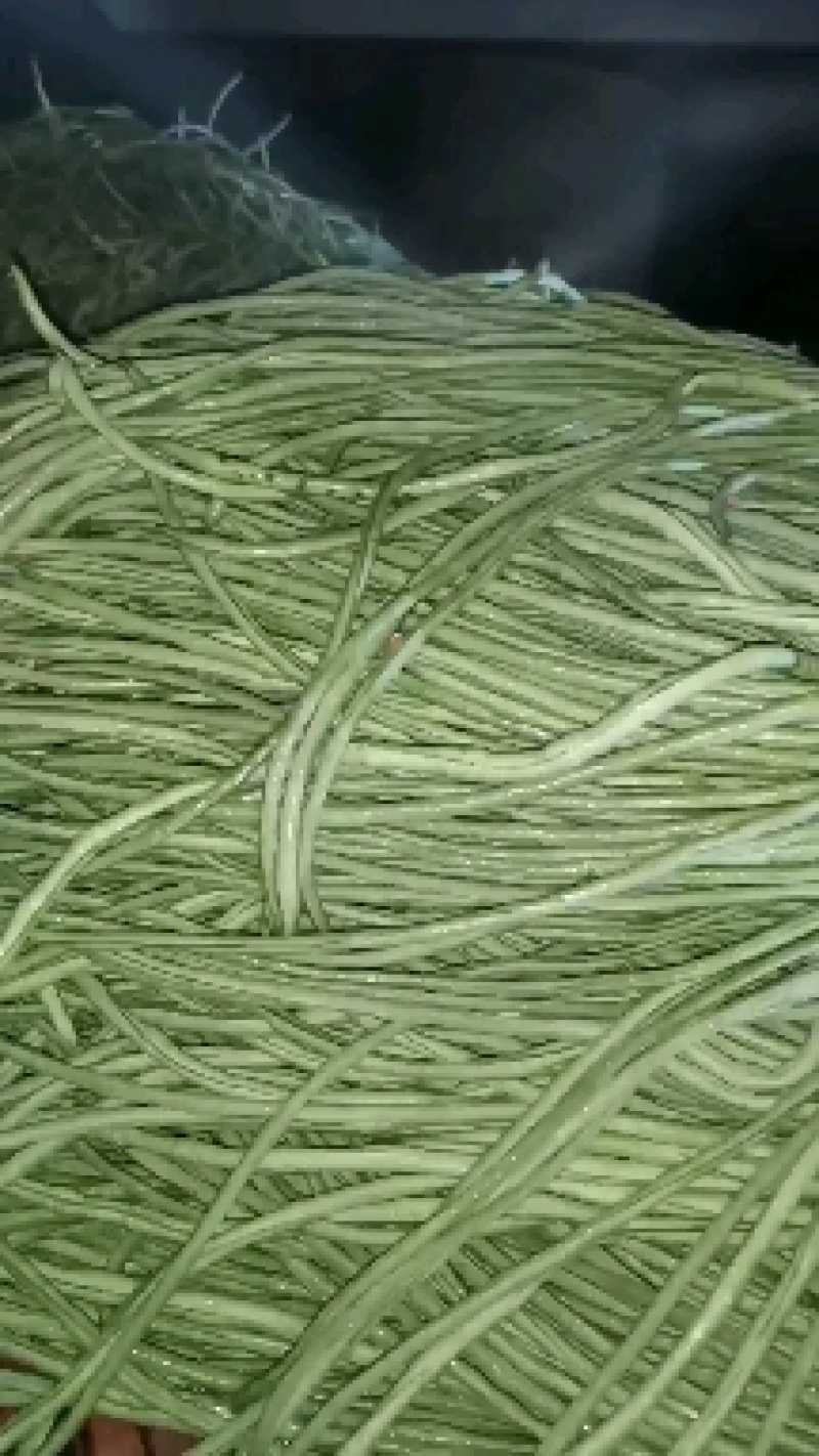 我处有，长隆豆角，质量很好，