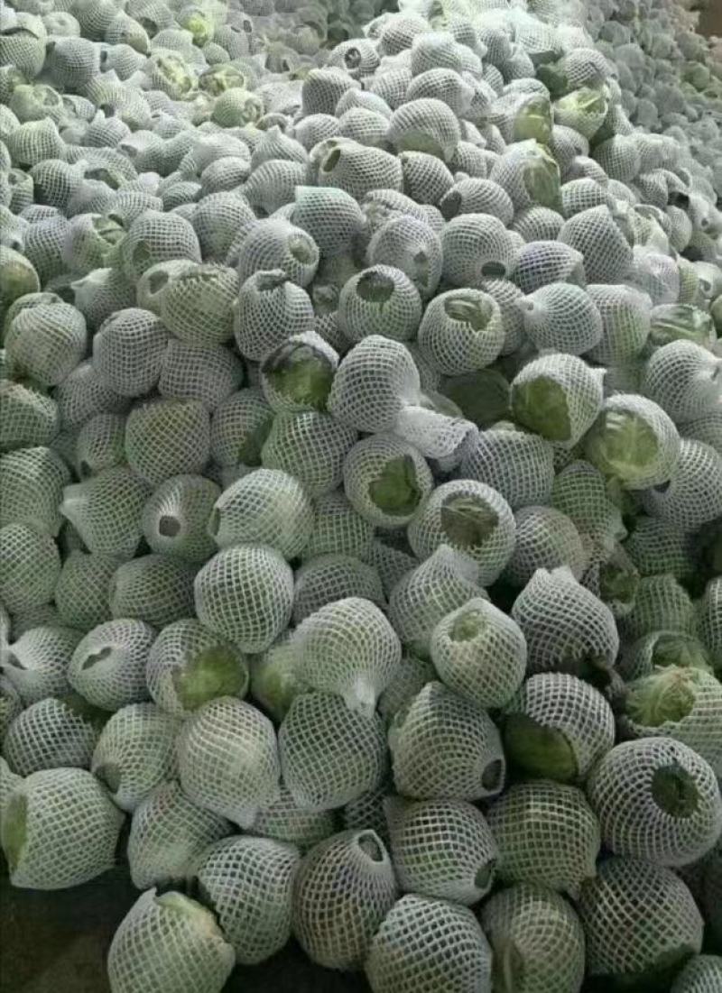 精品甘蓝大量有货需要的联系，产地直销大量有货。