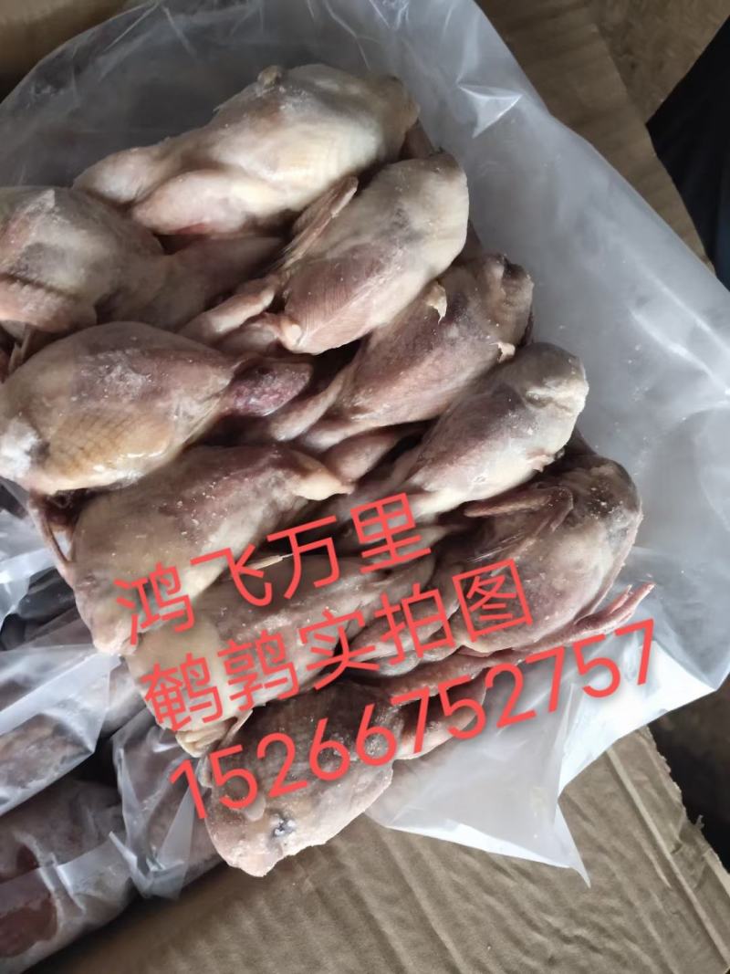 放血鹌鹑3两左右，新品牌，招空白区域代理