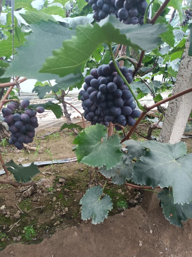 辽峰葡毒口感好，甜的八月份大量上市保证质量