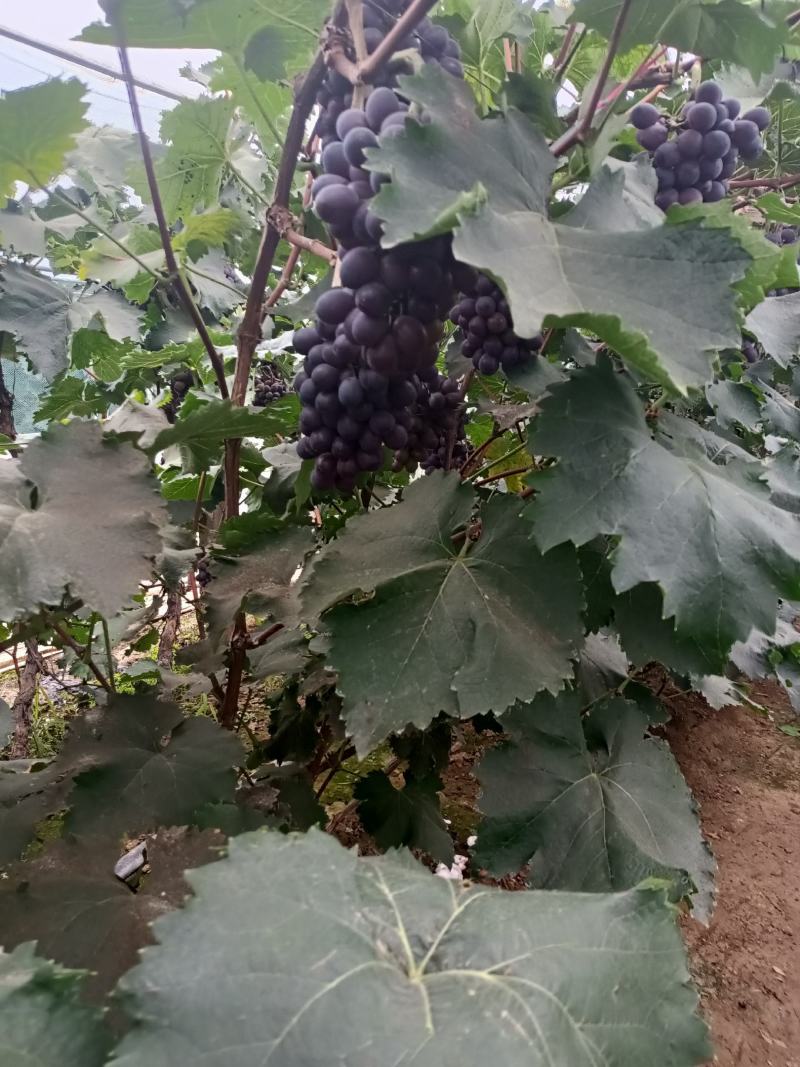 辽峰葡毒口感好，甜的八月份大量上市保证质量