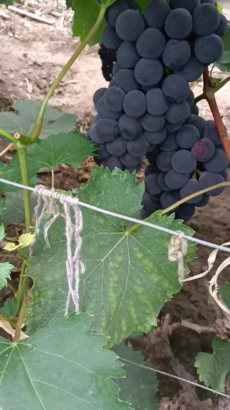 辽峰葡毒口感好，甜的八月份大量上市保证质量