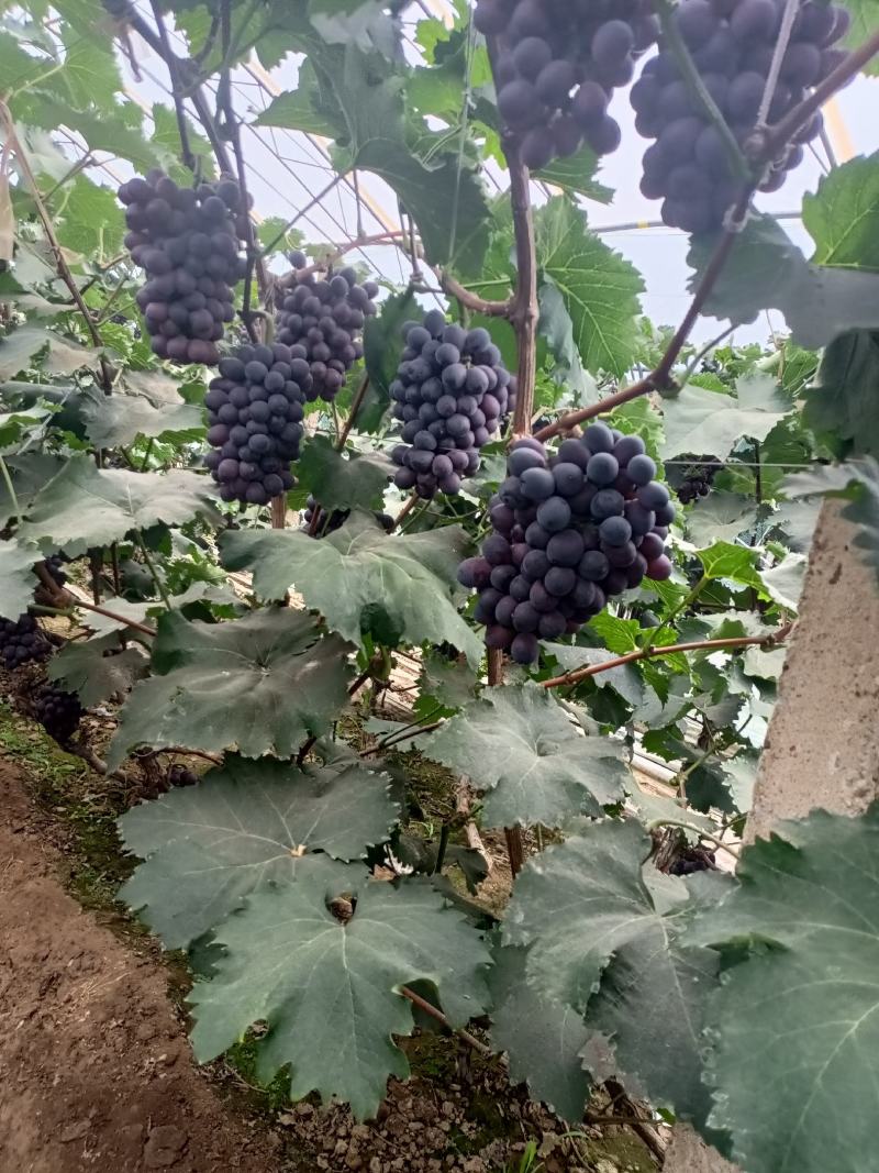 辽峰葡毒口感好，甜的八月份大量上市保证质量