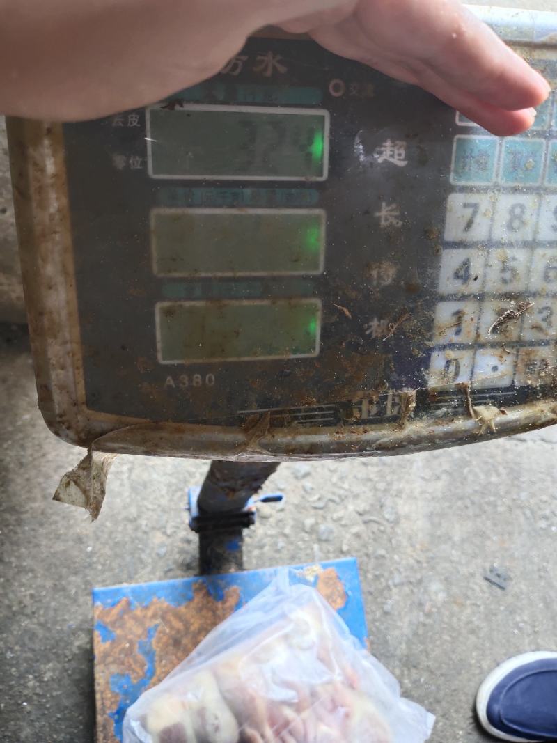 放血鹌鹑3两左右，新品牌，招空白区域代理