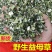 精选野生益母草中药材原基地直发益母草切断全草中草药