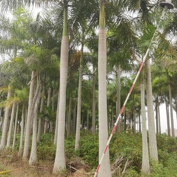 大王椰承接各种绿化树