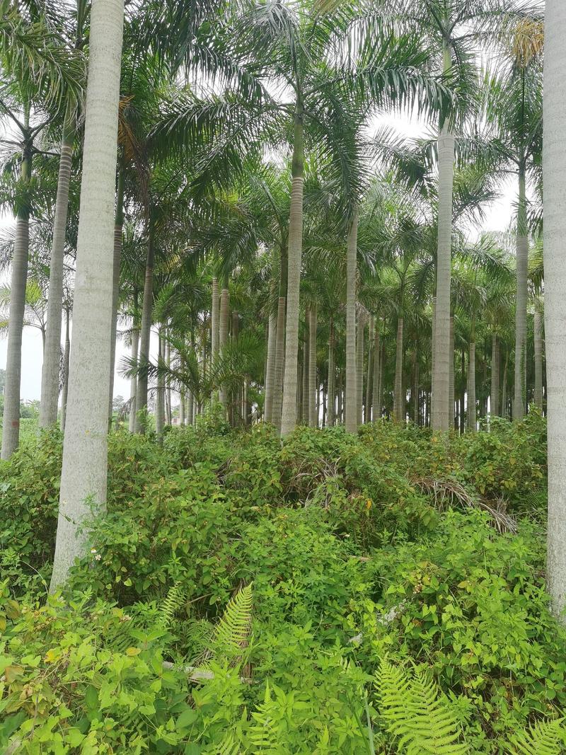 大王椰承接各种绿化树