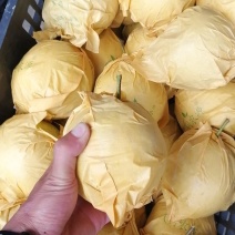 云南红土高原雪花梨，周期长，果面好。高糖15产量高。