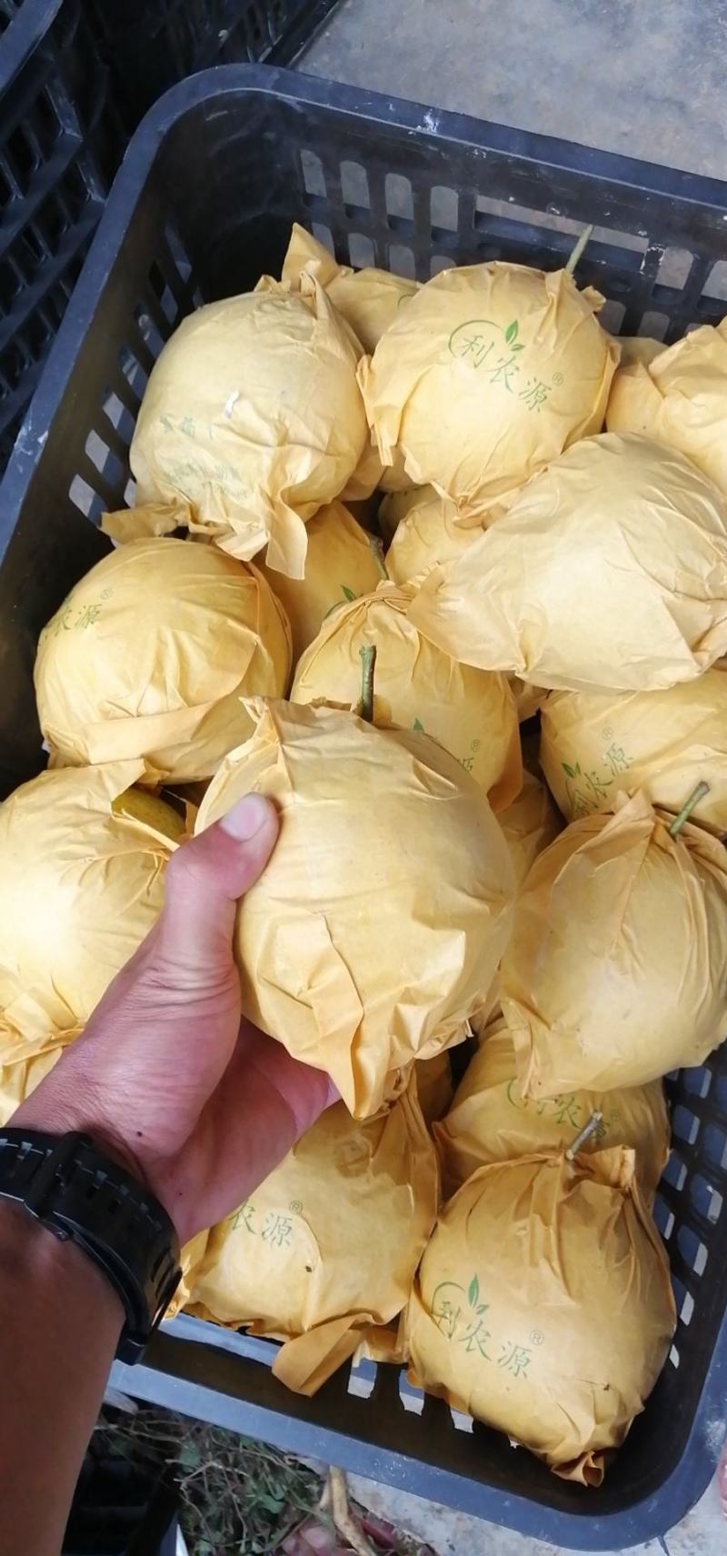 云南红土高原雪花梨，周期长，果面好。高糖15产量高。