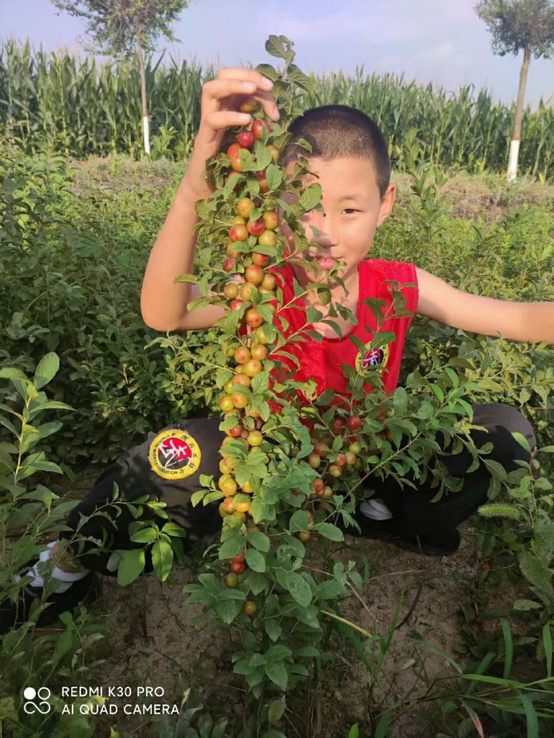 抗旱耐寒高成量钙果苗