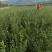 抗旱耐寒高成量钙果苗