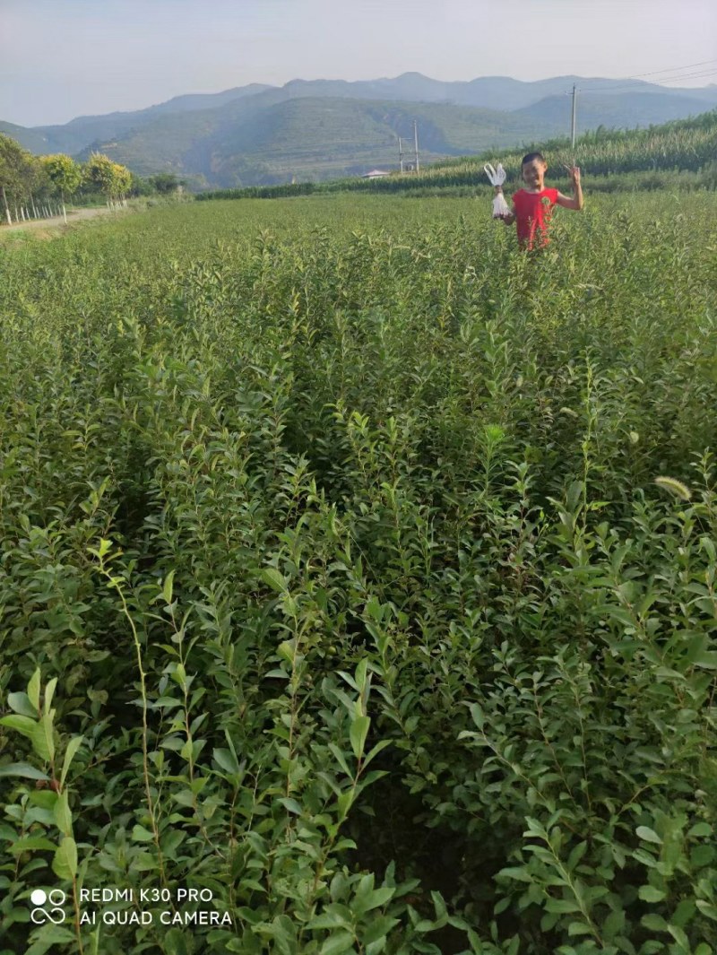 抗旱耐寒高成量钙果苗