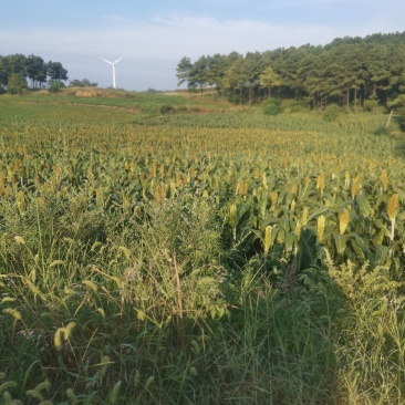 土地旱地水浇地大块连片地可种玉米花生芝玉米高梁红术寻农作